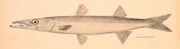 Northern sennet, Sphyraena borealis