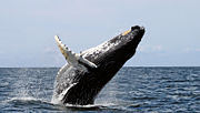 A Humpback Whale.