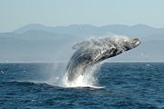 A Humpback Whale breaching.