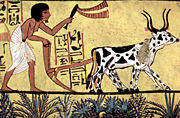 Sennedjem plows his fields with a pair of oxen, used as beasts of burden and a source of food.