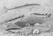 Devonian fishes, from Joseph Smits "from Nebula to Man", 1905, showing early shark, ray-finned fishes, a lungfish and the placoderm Bothriolepis.