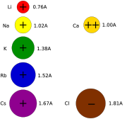 Despite the small differences in their radii, ions rarely go through the "wrong" channel.  For example, sodium or calcium ions rarely pass through a potassium channel.