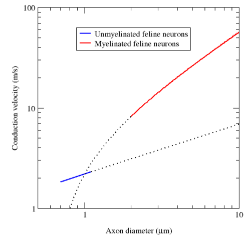 Image:Conduction velocity and myelination.png