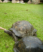 Giant Tortoise (Dipsochelys hololissa)