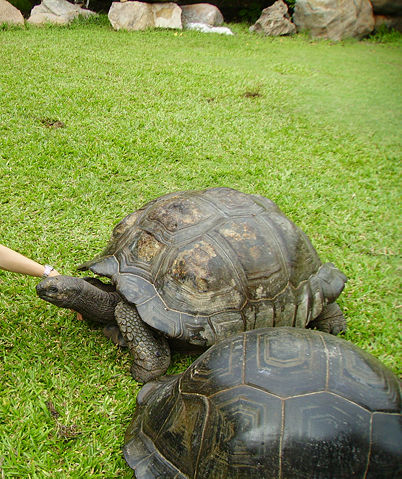 Image:Seychelles giant tortoise.jpg
