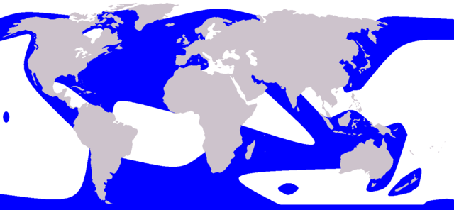 Image:Cetacea range map Orca.PNG