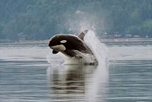 To travel quickly, Orcas leap out of the water when swimming – a behavior known as porpoising.