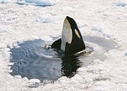 Orcas often raise their bodies out of the water in a behaviour called spyhopping.