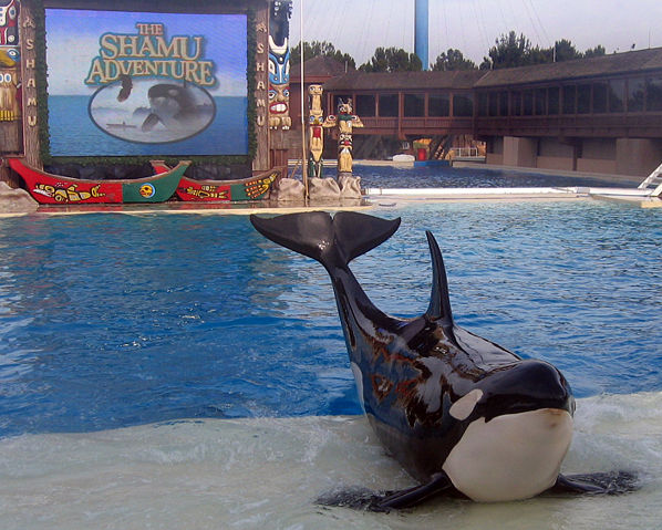 Image:Shamu SanDiego.JPG