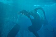 This male (Tilikum), at SeaWorld Orlando, has a collapsed dorsal fin.