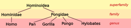 Image:Hominoid taxonomy 1.svg