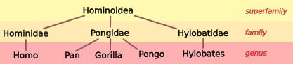 Image:Hominoid taxonomy 2.svg