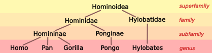 Image:Hominoid taxonomy 4.svg