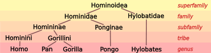Image:Hominoid taxonomy 5.svg