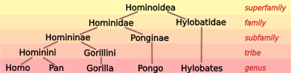 Image:Hominoid taxonomy 6.svg