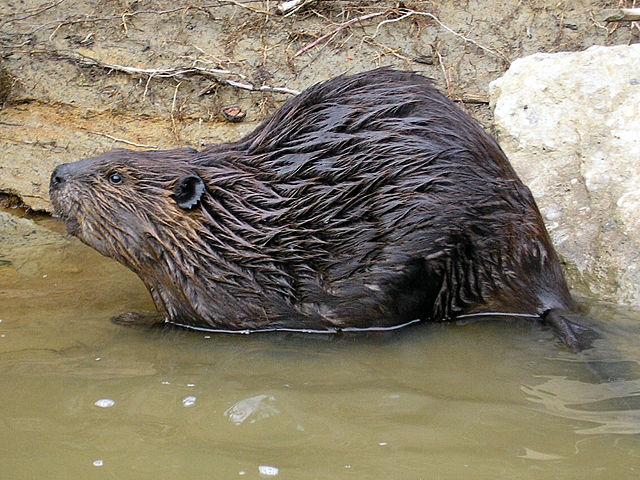 Image:Castor canadensis.jpg