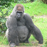 Western Gorilla(Gorilla gorilla)