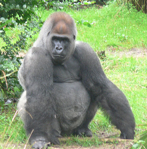 Image:Male silverback Gorilla.JPG