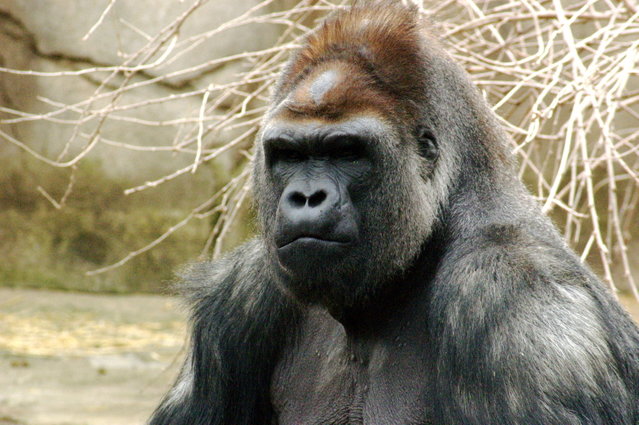 Image:Gorilla 019.jpg