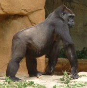 Gorilla knucklewalking, Cincinnati Zoo