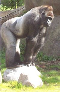 A silverback gorilla