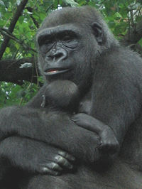 Gorilla with young, Bronx Zoo