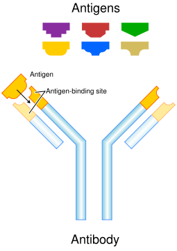 Each antibody binds to a specific antigen; an interaction similar to a lock and key.