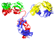 Several immunoglobulin domains make up the two heavy chains (red and blue) and the two light chains (green and yellow) of an antibody. The immunoglobulin domains are composed of between 7 (IgC) and 9 (IgV) β-strands. See also: [1]