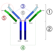 1. Fab region2. Fc region3. Heavy chain with one variable (VH) domain followed by a constant domain (CH1), a hinge region, and two more constant (CH2 and CH3) domains.4. Light chain with one variable (VL) and one constant (CL) domain5. Antigen binding site (paratope)6. Hinge regions.