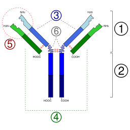 Image:Immunoglobulin basic unit.svg