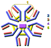 The secreted mammalian IgM has five Ig units. Each Ig unit (labeled 1) has two epitope binding Fab regions, so IgM is capable of binding up to 10 epitopes.