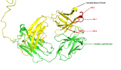 The hypervariable regions of the heavy chain is shown in red, PDB 1IGT