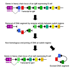 Mechanism of class switch recombination that allows isotype switching in activated B cells
