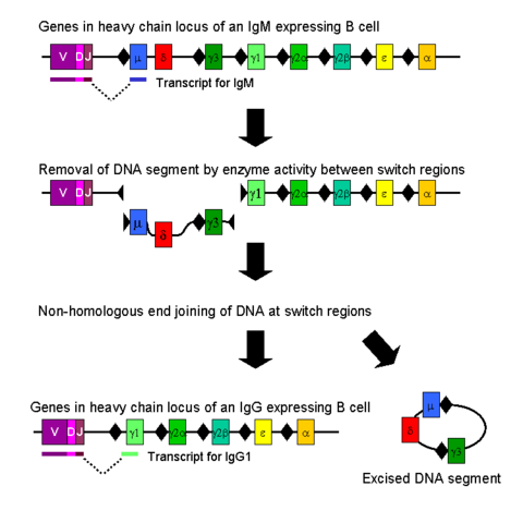 Image:Class switch recombination.png