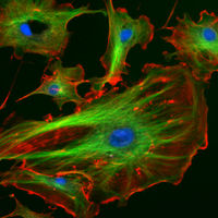 Immunofluorescence image of the eukaryotic cytoskeleton. Actin filaments are shown in red, microtubules in green, and the nuclei in blue.