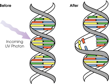 Ultraviolet photons harm the DNA molecules of living organisms in different ways. In one common damage event, adjacent Thymine bases bond with each other, instead of across the "ladder". This makes a bulge, and the distorted DNA molecule does not function properly.