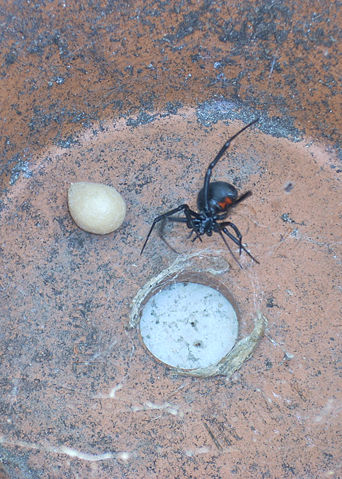 Image:Black-widow-hourglass-eggsac-flowerpot.jpg