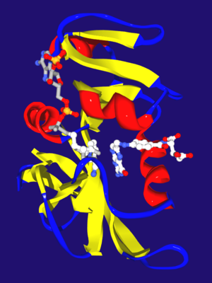 Dihydrofolate reductase from E. coli with its two substrates, dihydrofolate (right) and NADPH (left), bound in the active site. The protein is shown as a ribbon diagram, with alpha helices in red, beta sheets in yellow and loops in blue. Generated from 7DFR.