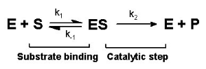 Single-substrate mechanism for an enzyme reaction. k1, k-1 and k2 are the rate constants for the individual steps.