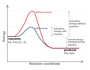 The energy variation as a function of reaction coordinate shows the stabilisation of the transition state by an enzyme.