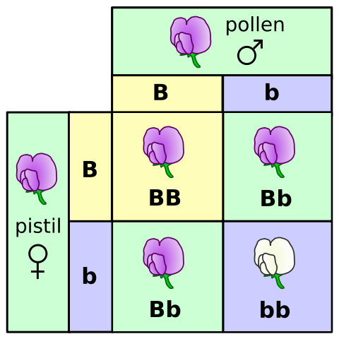 Image:Punnett square mendel flowers.svg