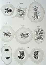 Walther Flemming's 1882 diagram of eukaryotic cell division. Chromosomes are copied, condensed, and organized. Then, as the cell divides, chromosome copies separate into the daughter cells.