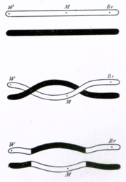 Thomas Hunt Morgan's 1916 illustration of a double crossover between chromosomes