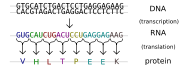The genetic code: DNA, through a messenger RNA intermediate, codes for protein with a triplet code.