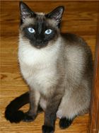 Siamese cats have a temperature-sensitive mutation in pigment production.