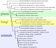 An evolutionary tree of eukaryotic organisms, constructed by comparison of several orthologous gene sequences