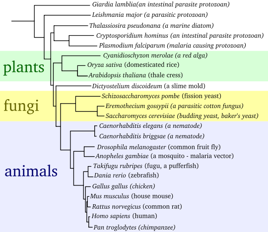 Image:Eukaryote tree.svg