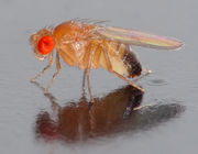 The common fruit fly (Drosophila melanogaster) is a popular model organism in genetics research.