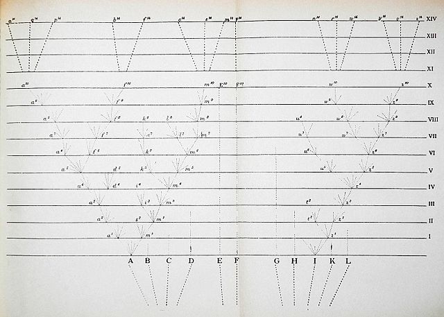 Image:Darwin divergence.jpg