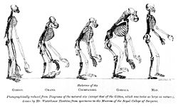 In his 1863 Evidence as to Man's Place in Nature, Darwin's friend Thomas Huxley exaggerated the size of the Gibbon while presenting the anatomical argument explicit in the above frontispiece.